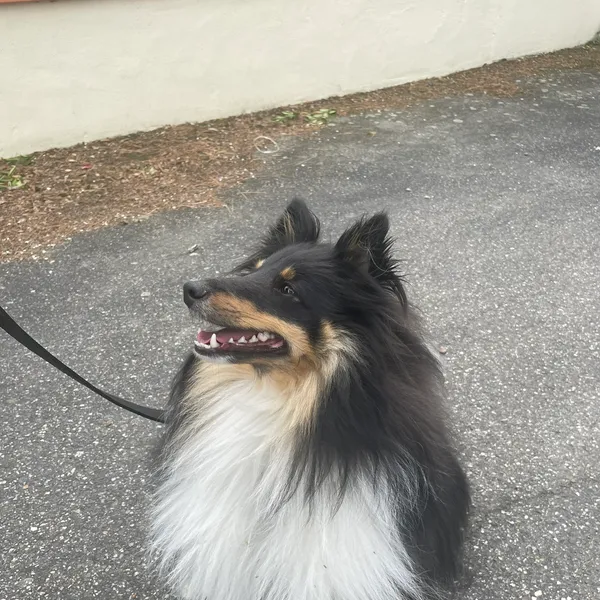 Un animal accompagné par Marion
