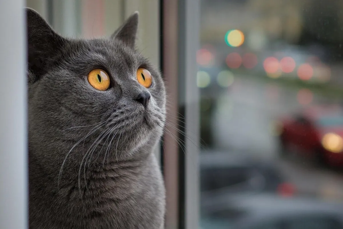 Et si nous laissions plus de choix à nos animaux de compagnie ?