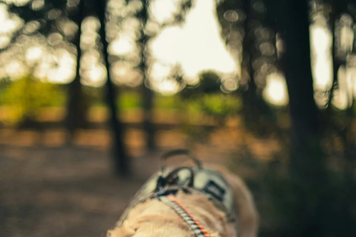 Confier son animal à une petsitter professionnelle ?