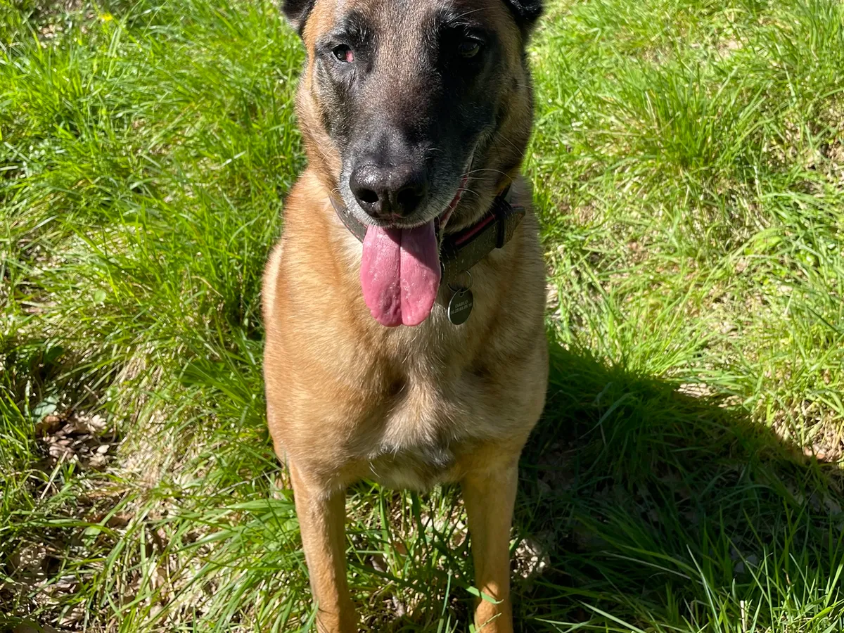 Coaching en éducation canine