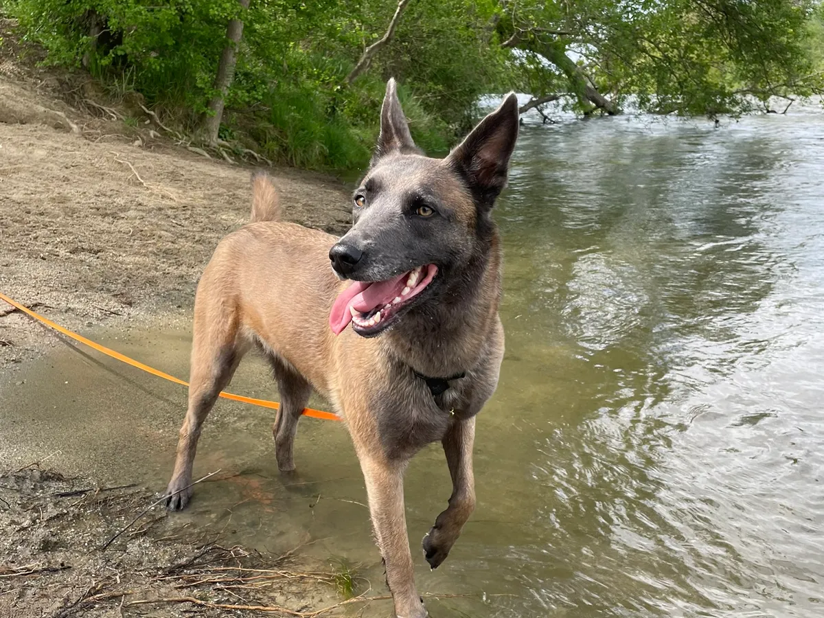 Promenade canine